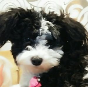 Meet your Posher, Rose